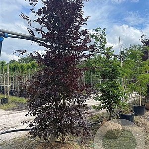 Fagus syl. 'Atropunicea' 16-18 HO draadkluit geveerd verplant