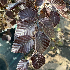 Fagus syl. 'Atropunicea' 18-20 HO draadkluit geveerd verplant