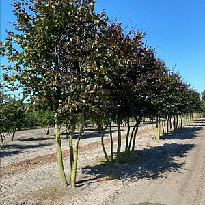 Fagus syl. 'Atropunicea' 450-500 cm draadkluit meerstammig