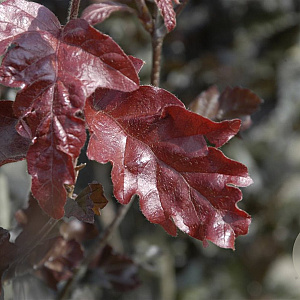 Fagus syl. 'Atropunicea' 450-500 cm draadkluit meerstammig