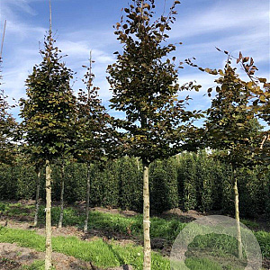 Fagus syl. 'Atropunicea' 20-25 HO draadkluit