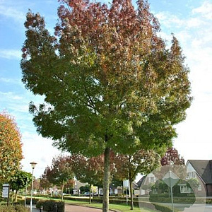 Fraxinus angustifolia 12-14 HO container
