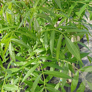 Fraxinus angustifolia 12-14 HO container