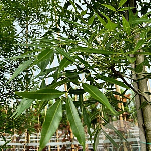 Fraxinus ang. 'Raywood' 10-12 HO container 