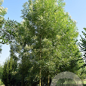 Fraxinus ang. 'Raywood' 12-14 HO draadkluit