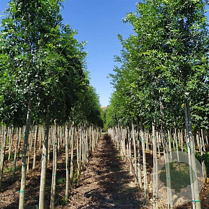 Fraxinus e. 'Altena' 10-12 HO draadkluit 3 X verplant