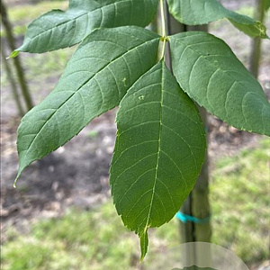 Fraxinus e. 'Westhof's Glorie' 10-12 HO container 