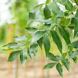 Fraxinus e. 'Westhof's Glorie' 16-18 HO draadkluit