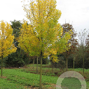 Fraxinus pen. 'Summit' 20-25 HO draadkluit