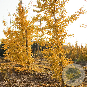 Ginkgo biloba 18-20 cm draadkluit geveerd