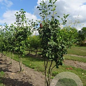 Ginkgo biloba 300-350 cm draadkluit meerstammig 3-4 tak