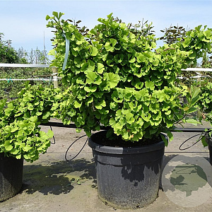Ginkgo bil. 'Troll' 60-80 cm container struik C18