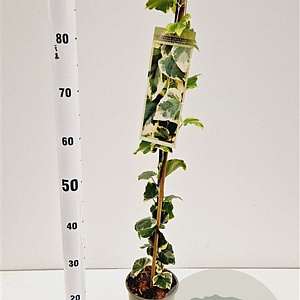 Hedera colchica 'Dentata Variegata' 70-80 cm rozenpot 2L