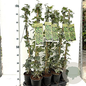 Hedera hel. 'Glacier' 70-80 cm rozenpot 2L