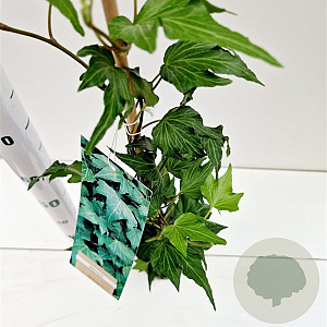 Hedera hel. 'Green Ripple' 70-80 cm rozenpot 2L