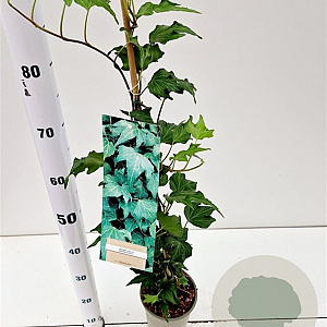 Hedera hel. 'Green Ripple' 70-80 cm rozenpot 2L