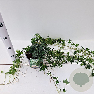 Hedera hel. 'Miniature Needlepoint' 40-60 cm 2,5L