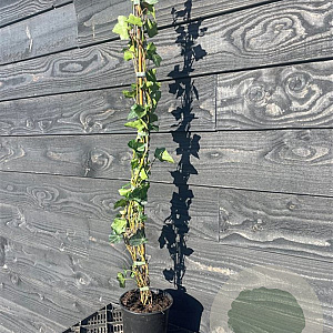 Hedera hibernica 150-175 cm container Multistam