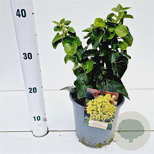 Hedera hib. 'Arbori Compact' 25-30 cm 2,5L