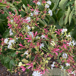 Heptacodium miconioides 175-200 cm draadkluit meerstammig