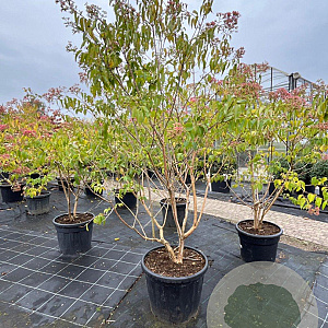 Heptacodium miconioides 175-200 cm container meerstammig