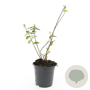 Hypericum dummeri 'Peter Dummer' GM C1.3