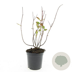 Hypericum i. 'Annebel' GM C1.3