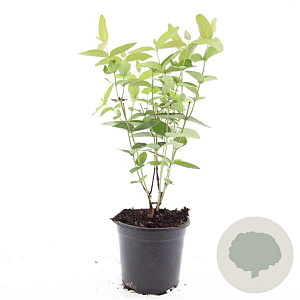 Hypericum i. 'Autumn Blaze' GM C1.3