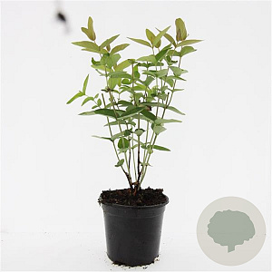 Hypericum i. 'Autumn Blaze' GM C1.3