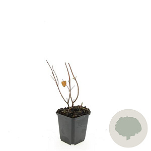 Hypericum i. 'Beauty' GM P9