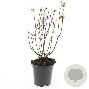 Hypericum i. 'Orange Flair' GM C1.3