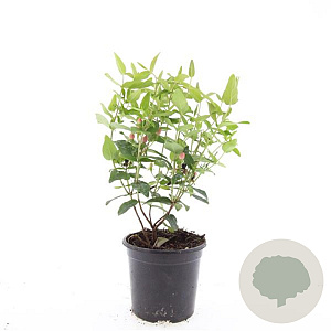 Hypericum i. 'Orange Flair' GM C1.3