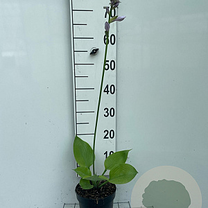 Hosta 'Sum and Substance' GM 2,0L