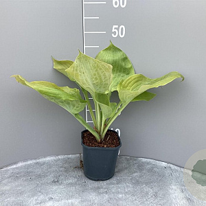 Hosta 'Sum and Substance' GM 2,0L
