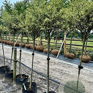 Ligustrum j. 'Silver Star' 8-10 cm container