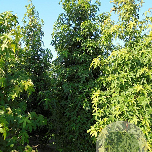 Liquidambar styraciflua 14-16 cm draadkluit geveerd