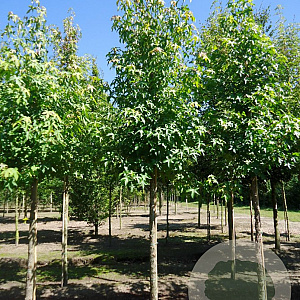 Liquidambar styraciflua 16-18 HO draadkluit
