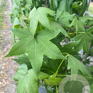 Liquidambar styraciflua 18-20 HO container leiboom