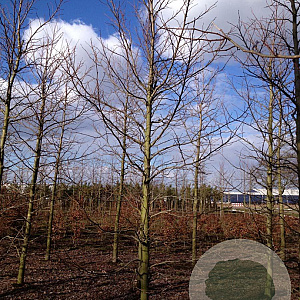 Liquidambar styraciflua 20-25 HO draadkluit