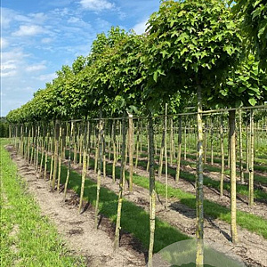 Liquidambar s. 'Gum Ball' 18-20 HO draadkluit verplant