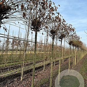Liquidambar s. 'Gum Ball' 18-20 HO draadkluit verplant