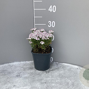 Iberis semp. 'Pink Ice' GM 2,0L