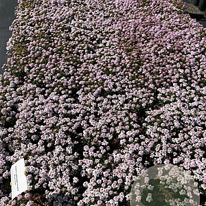 Iberis semp. 'Pink Ice' GM 2,0L