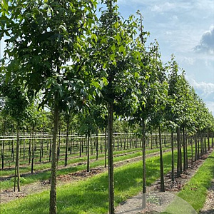 Liquidambar s. 'Kuijck Street' 18-20 HO draadkluit verplant