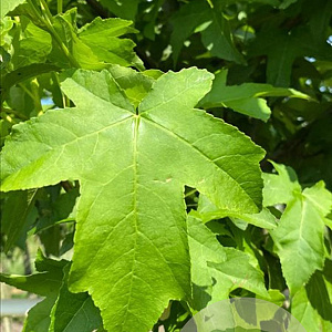 Liquidambar s. 'Lane Roberts' 18-20 HO draadkluit verplant