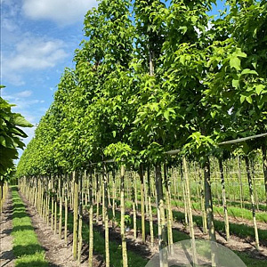 Liquidambar s. 'Lane Roberts' 18-20 HO draadkluit verplant