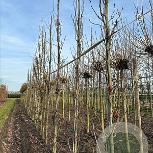 Liquidambar s. 'SlenderSilhouette' 12-14 cm draadkluit geveerd