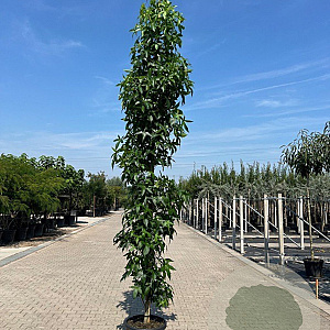 Liquidambar s. 'SlenderSilhouette' 14-16 cm container beveerd 