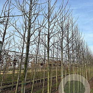 Liquidambar s. 'Worplesdon' 18-20 HO draadkluit verplant