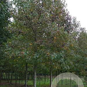 Liquidambar s. 'Worplesdon' 20-25 HO draadkluit